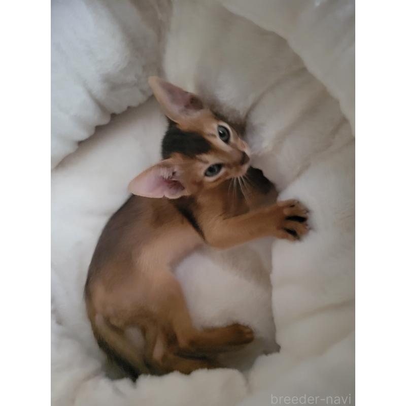 成約済の愛知県のアビシニアン-128564の3枚目